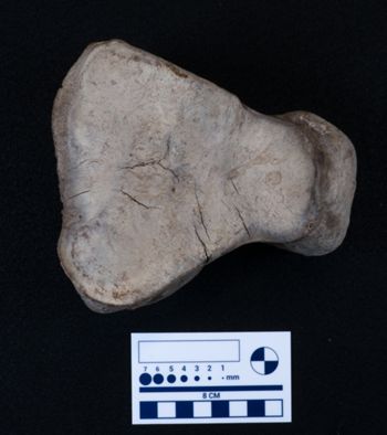 Media type: image;   Vertebrate Paleontology VPM-15735 Description: Photograph of an articular surface of a tarsal bone of MCZ VPM-15753, Mammuthus primigenius.;